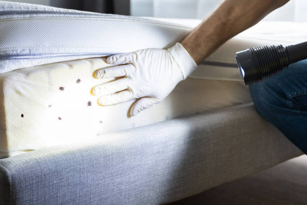 Best Insect Control  in North River Shores, FL