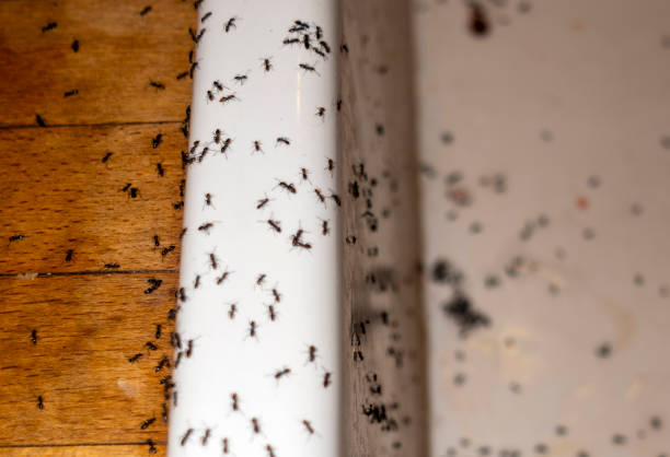 Pest Control for Restaurants in North River Shores, FL